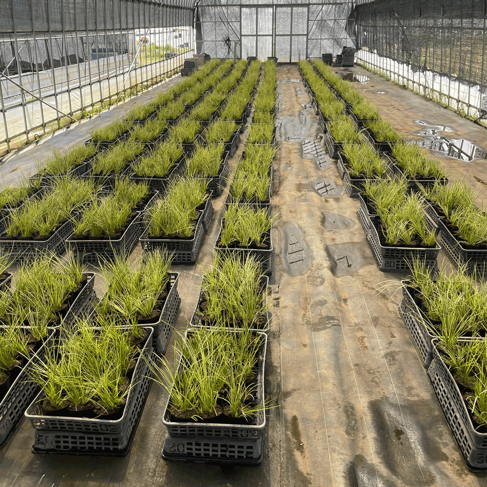 斑入りセキショウ (セキショウマサムネ) 苗 1,500ポット