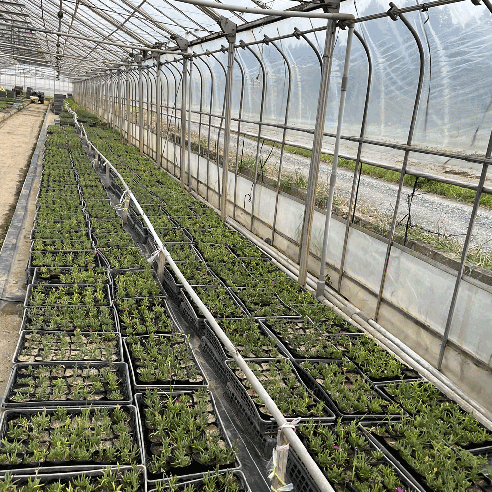 マツバギク_4000