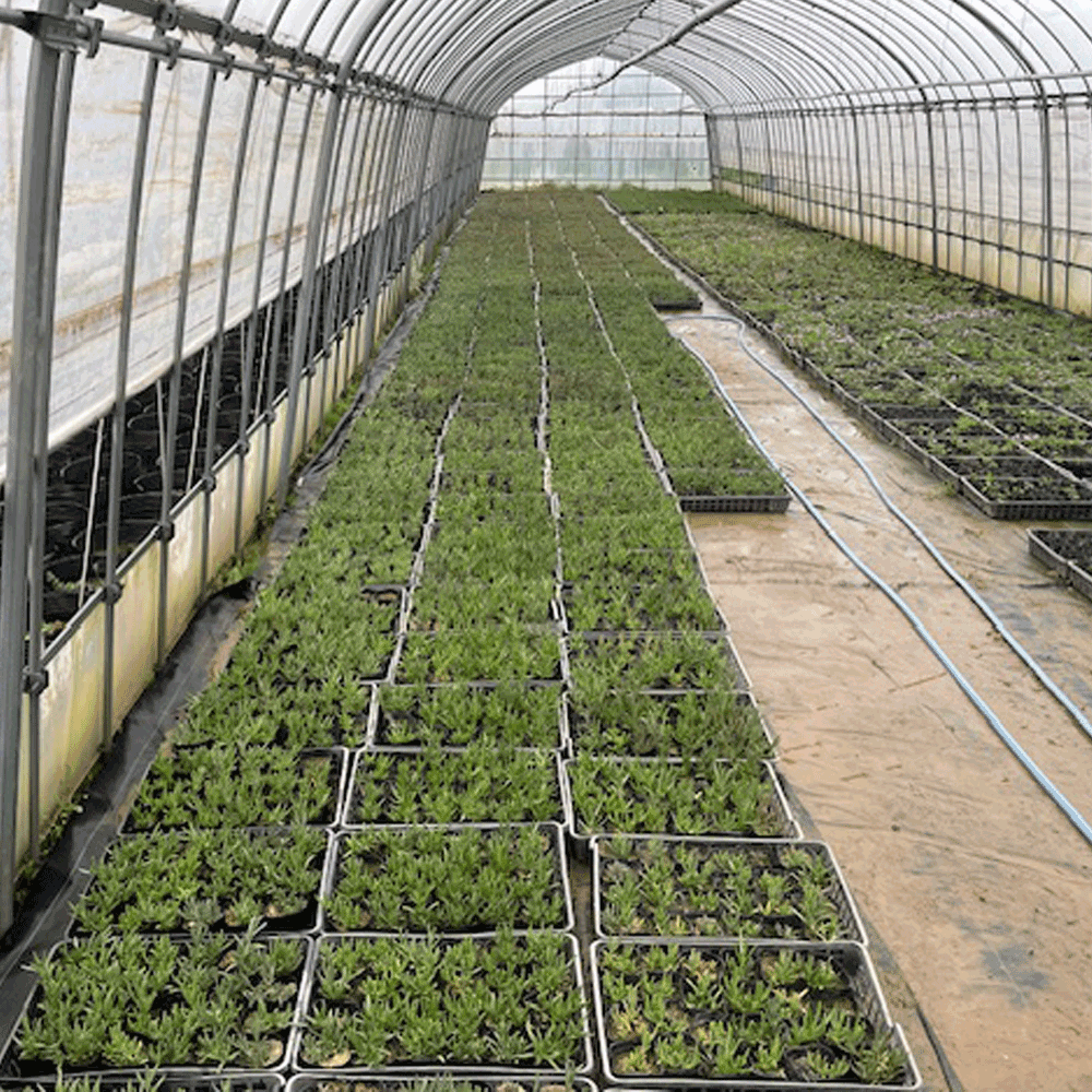 マツバギク_7000