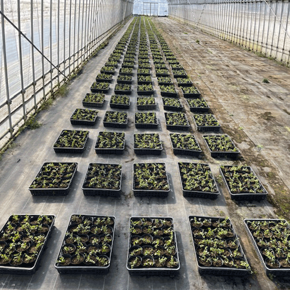 ビンカミノール_6000