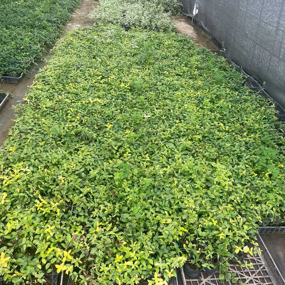 ビンカミノール斑入り_500