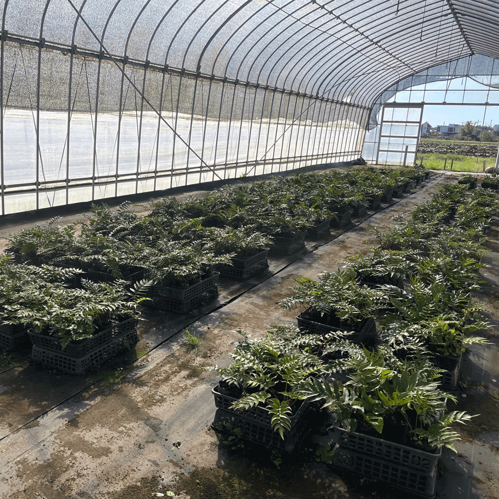 オニヤブソテツ 500p