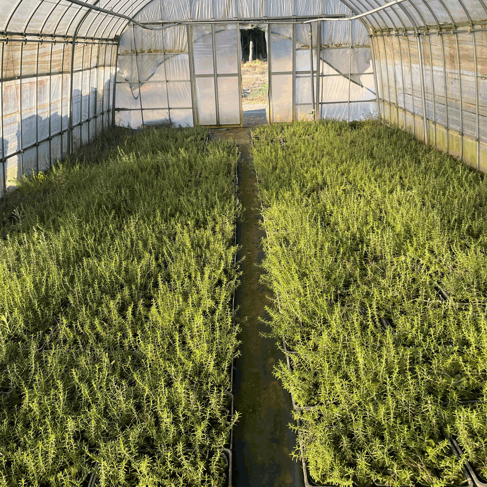 ローズマリー 4000p