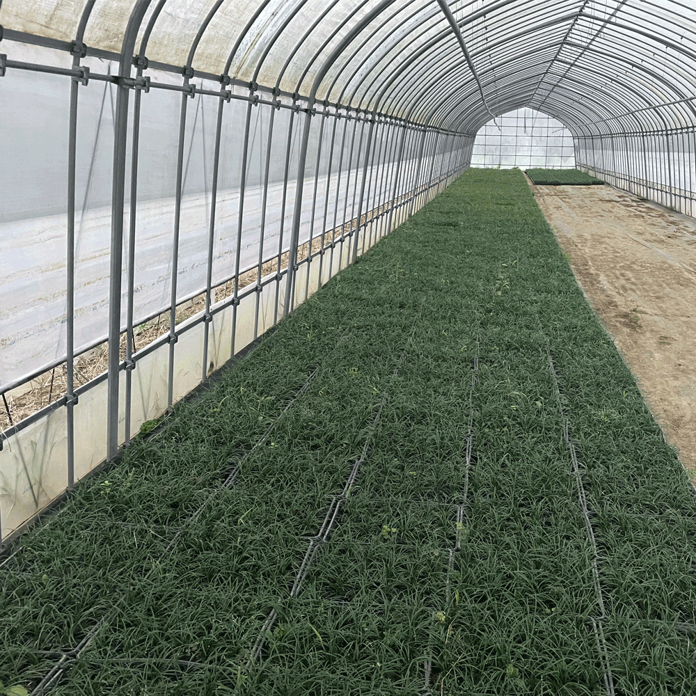 リュウノヒゲ_13000