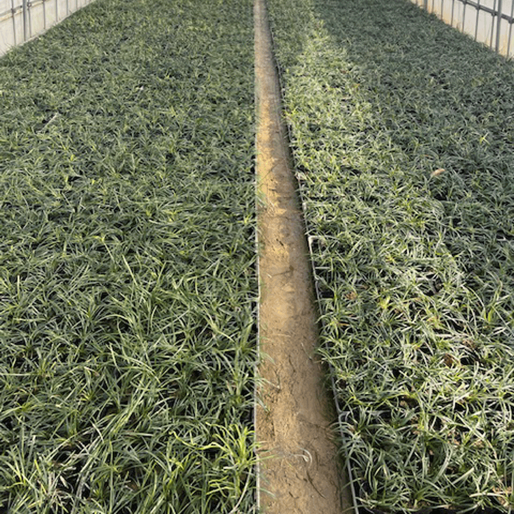 オオバジャノヒゲ_25000