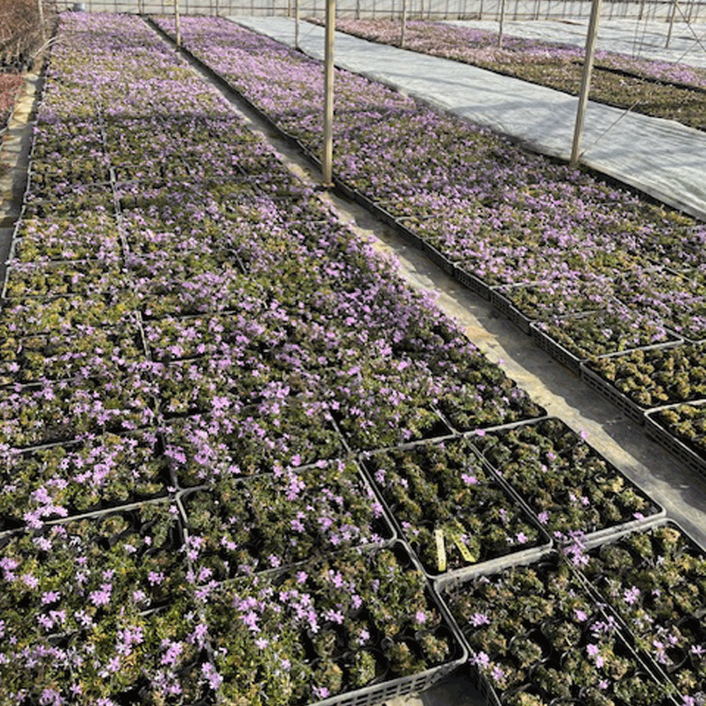 芝桜_ピンク_10000-2