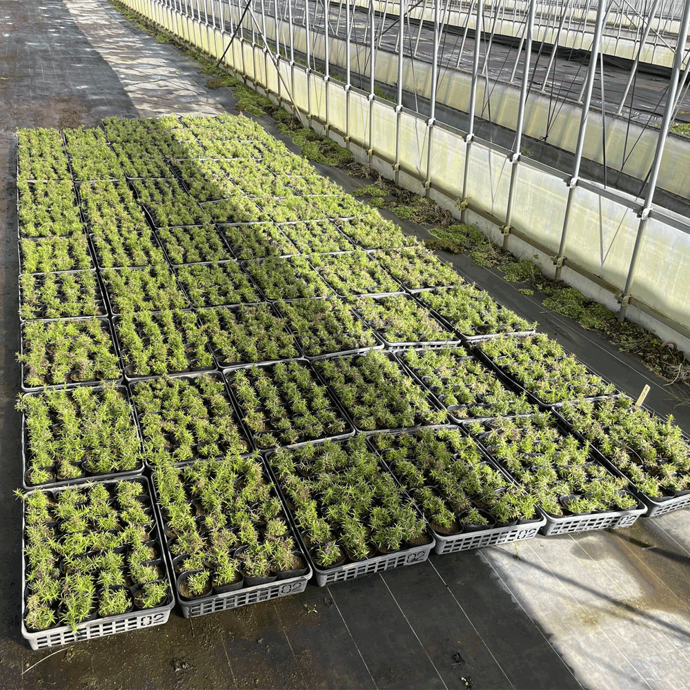 芝桜 スカーレットフレーム 1500p