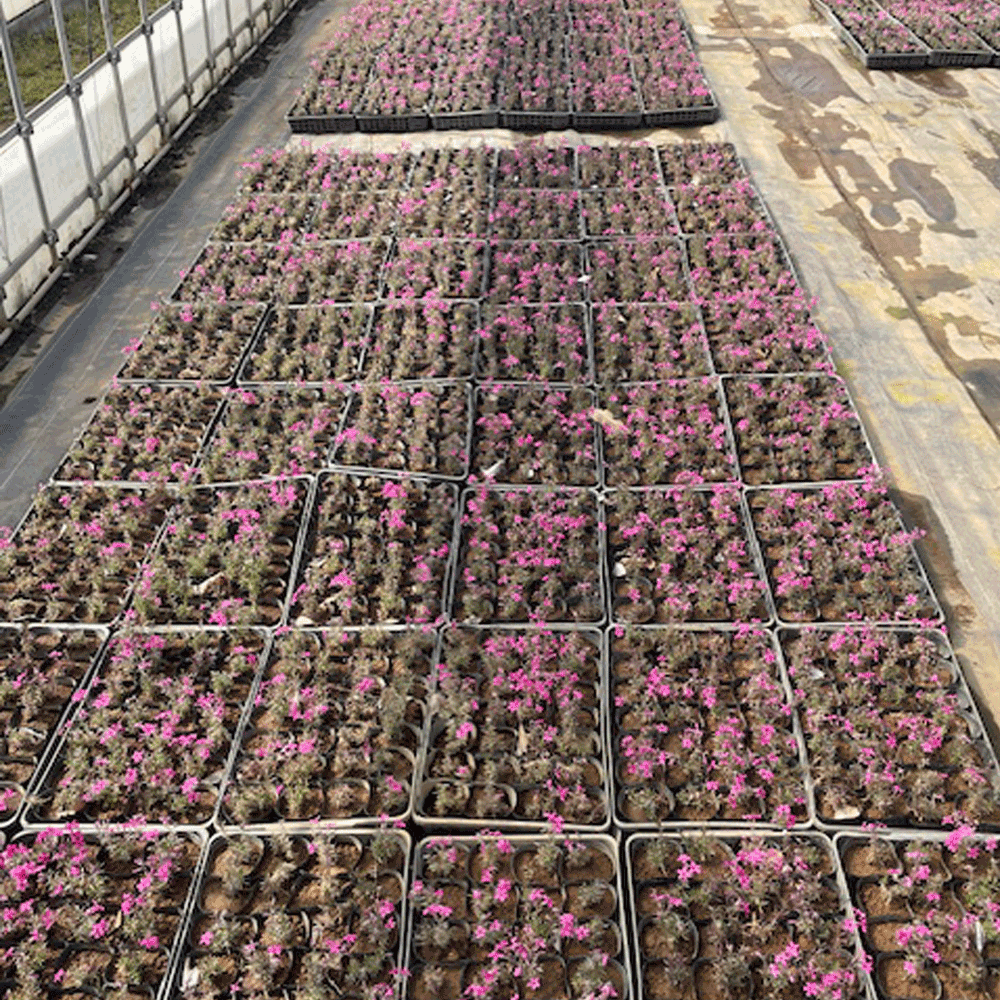 芝桜_スカーレット_9000