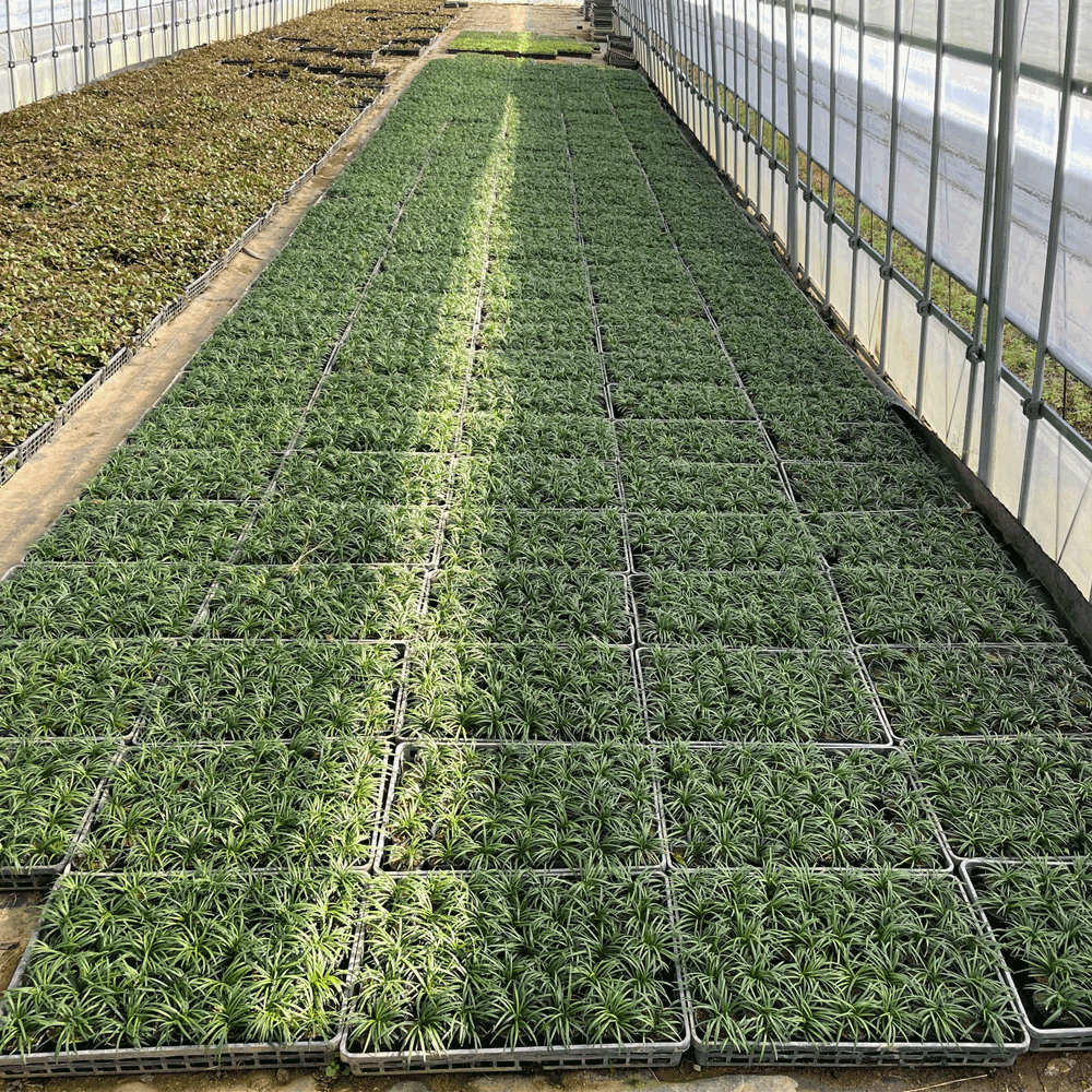 タマリュウ 5000p