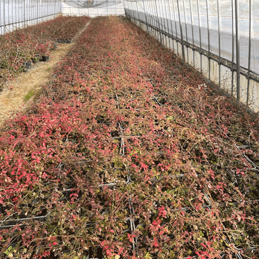 テイカカズラ_2000