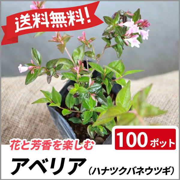 送料無料 アベリア 100ポットセット 常緑 生垣 花壇
