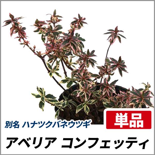 アベリア コンフェッティ 単品