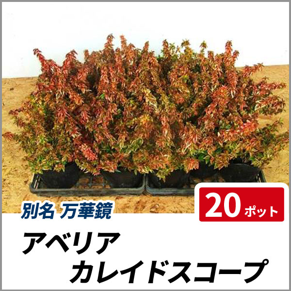 アベリア カレイドスコープ ポットセット 常緑 生垣 花壇