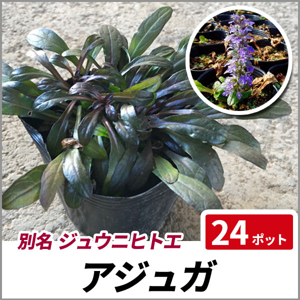 アジュガ 24ポットセット グランドカバー 常緑 日陰 多年草