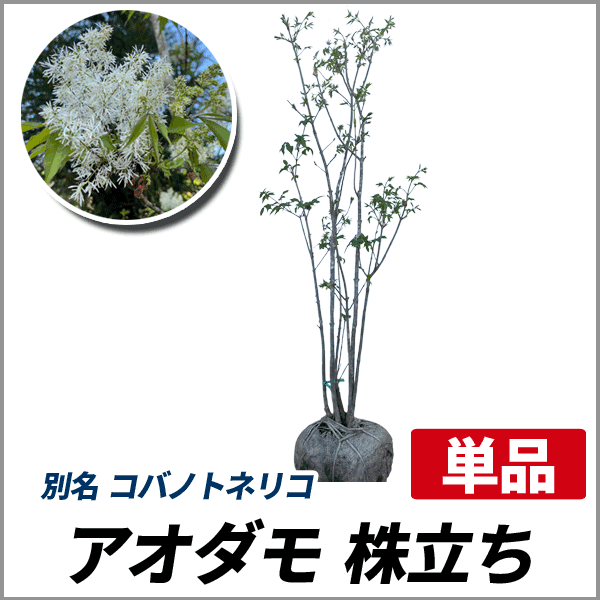 アオダモ 株立ち 樹高1 2 1 5m前後 根鉢含まず 単品