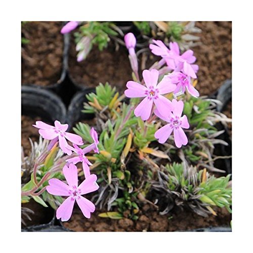 シバザクラ_オータム