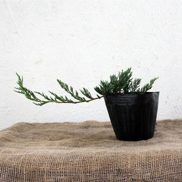 バーハーバー_02