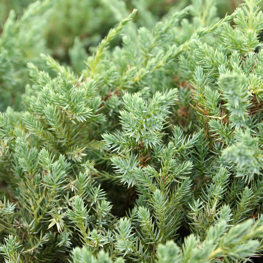 ブルーカーペット_sub_009