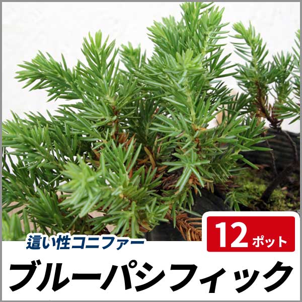 ブルーパシフィック 12ポットセット グランドカバー 常緑 這い性 コニファー