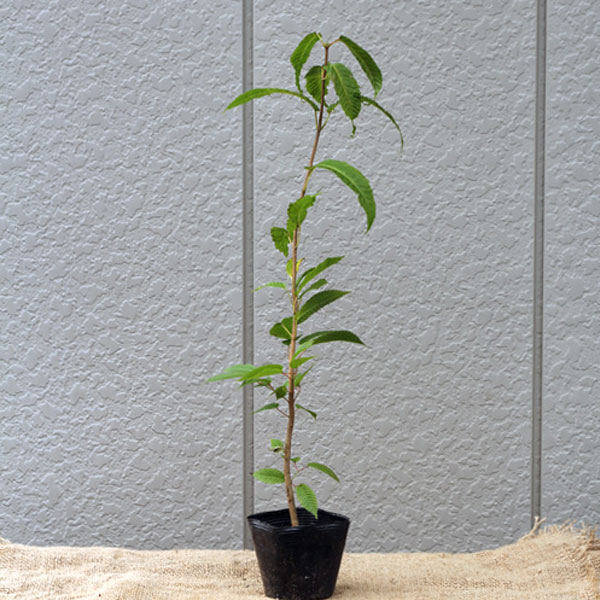 チドリノキ_h03_01