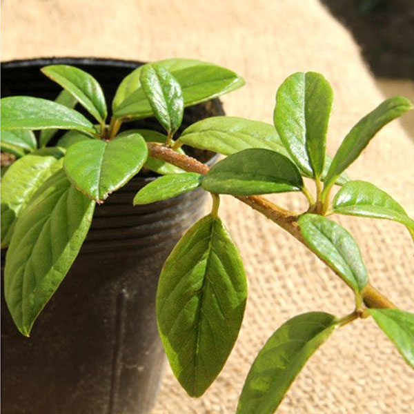 コトネ_オータムファイヤー_01