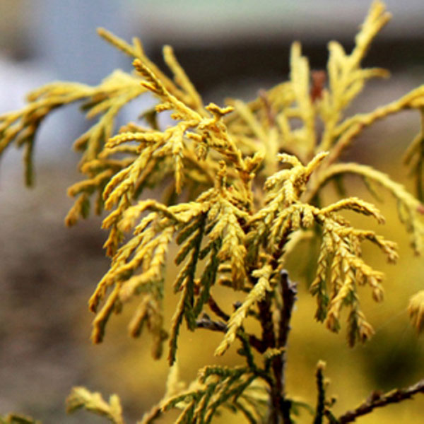 フィリフェラオーレア_02