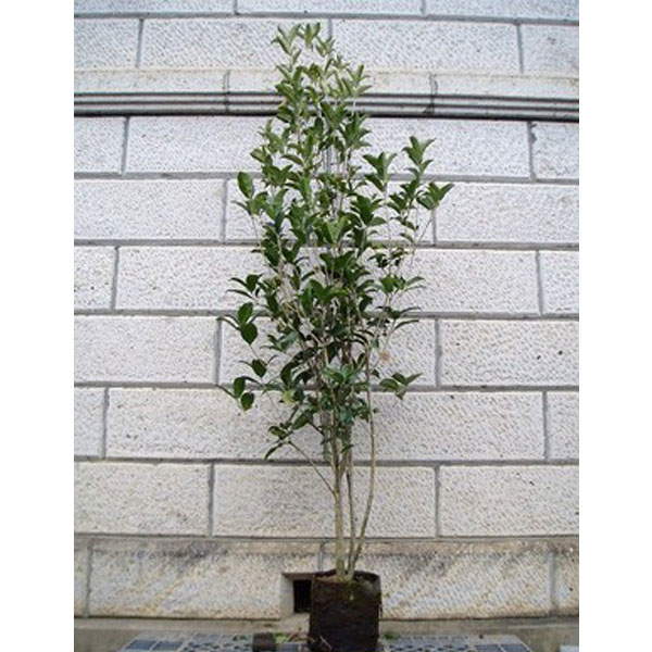 ギンモクセイ_h15_01