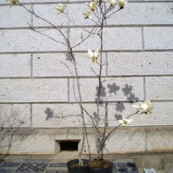 ハクモクレン_h20_01