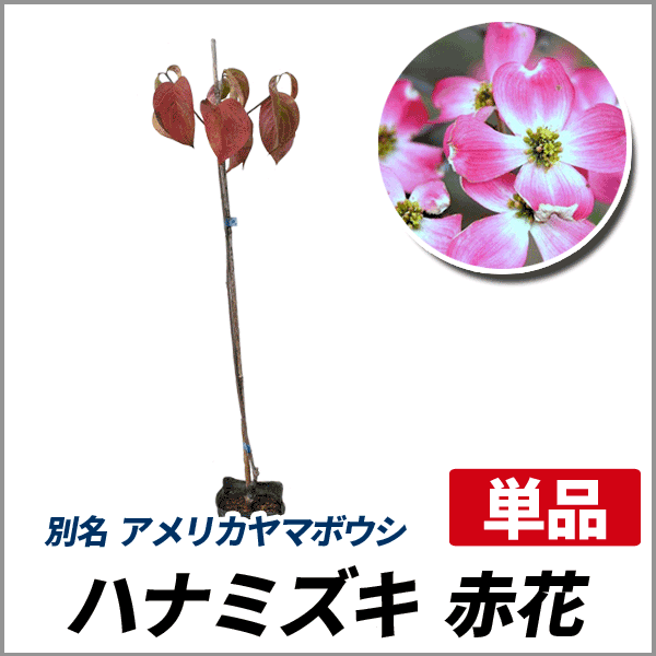 ハナミズキ 赤花 樹高30 50cm前後 単品