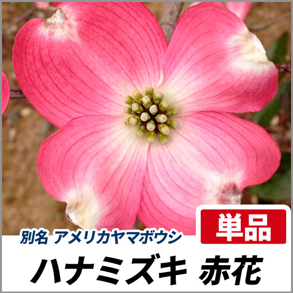 ハナミズキ 赤花 単木 樹高1 5m前後 根鉢含まず ハナミズキ 赤花 単木 樹高1 5m前後 根鉢含まず