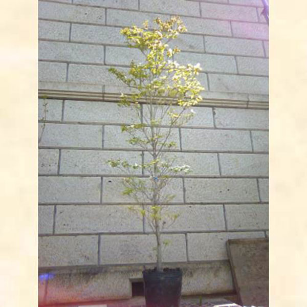 ハナミズキ_白花_h20_01