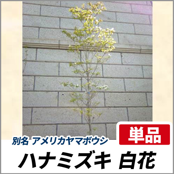 ハナミズキ 白花 単木 樹高3 0m前後 根鉢含まず