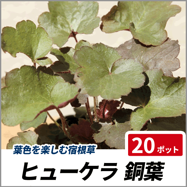 ヒューケラ 銅葉 ポットセット 多年草 カラーリーフ 日陰 シェードガーデン