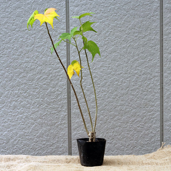 フヨウ_ピンク_h03_01