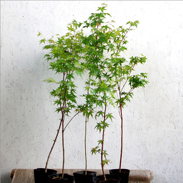 イロハモミジ_h08_06