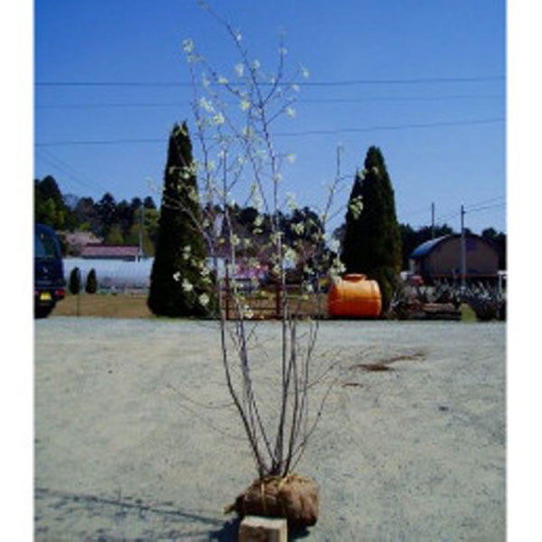 ジューンベリー_株_h20_01