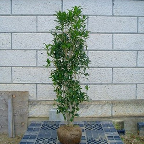 キンモクセイ_h20_02