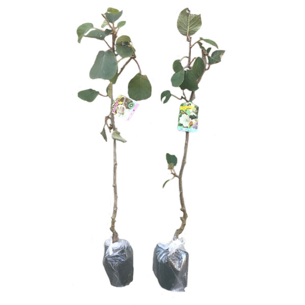 キウイ 香緑(メス)・トムリ(オス) 樹高80cm前後 受粉樹2本セット