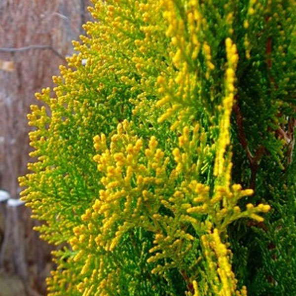 エレガンテシマ_h12_01