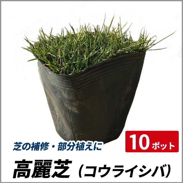 高麗芝 コウライシバ 10ポットセット グランドカバー 日本芝 夏芝