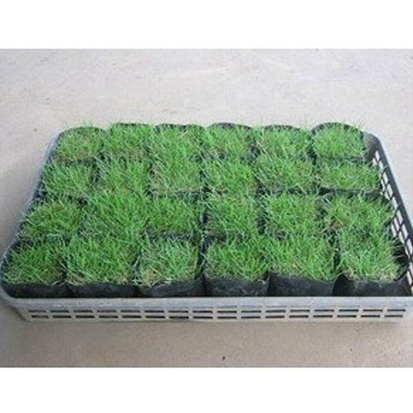 高麗芝ポット_024_01