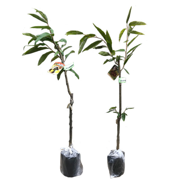 ポロタン・ミクリ