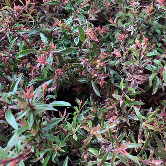 アベリア_コンフェッティ_sub_06