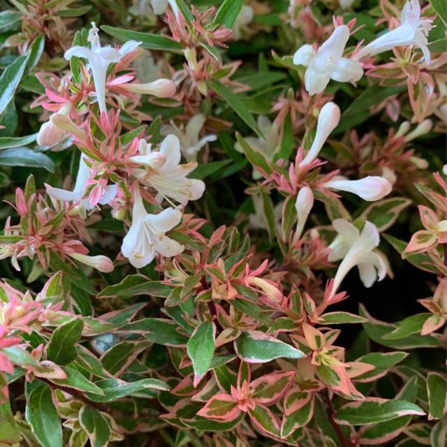 アベリア_コンフェッティ_sub_07