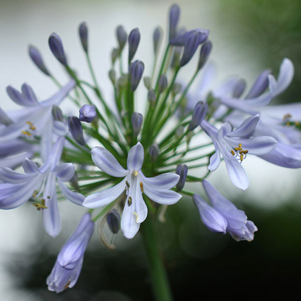 アガパンサス 24ポットセット ムラサキクンシラン 多年草