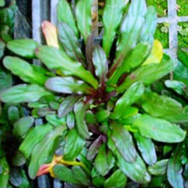 アジュガ 24ポットセット グランドカバー 常緑 日陰 多年草