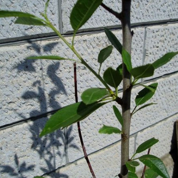 アーモンド 樹高1.8～2.0m前後 (根鉢含まず)