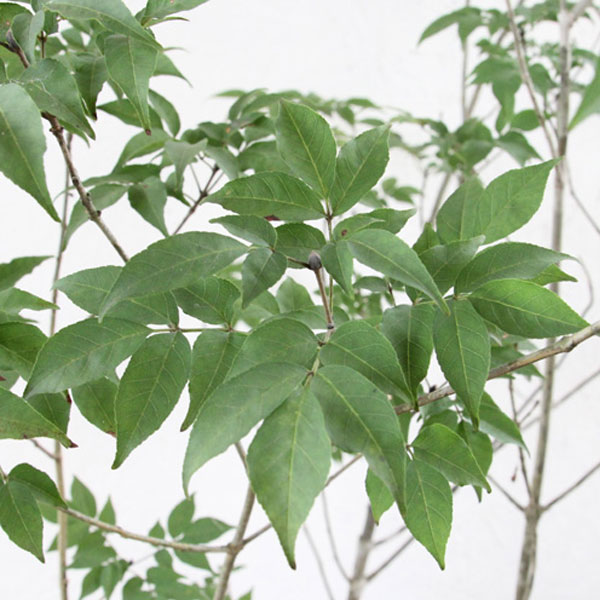 アオダモ 株立ち 樹高1.8〜2.0m前後(根鉢含まず) 単品 