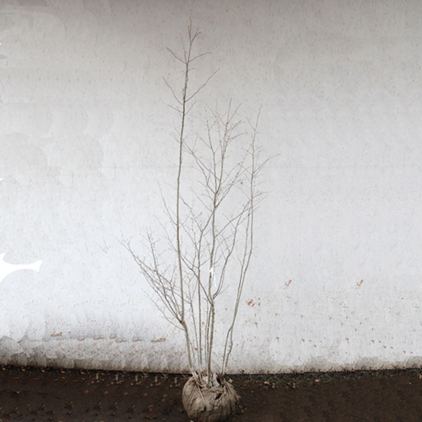 アオハダ 株立ち 3本立ち アオハダ 株立ち 3本立ち アオハダ 株立ち 3本立ち