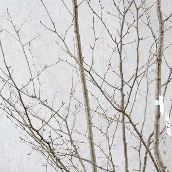 アオハダ 株立ち 樹高1.8～2.0m前後 (根鉢含まず)